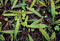 Ferns, Oxala & Redwood Needles